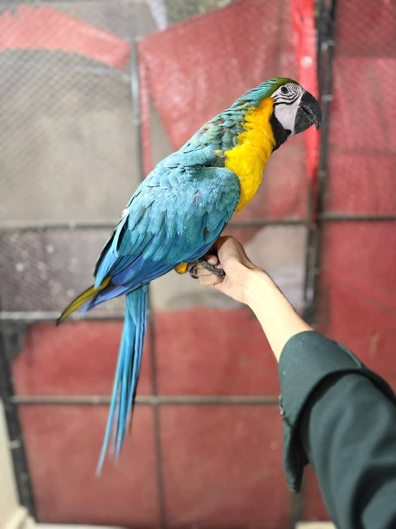 Maccaw 2