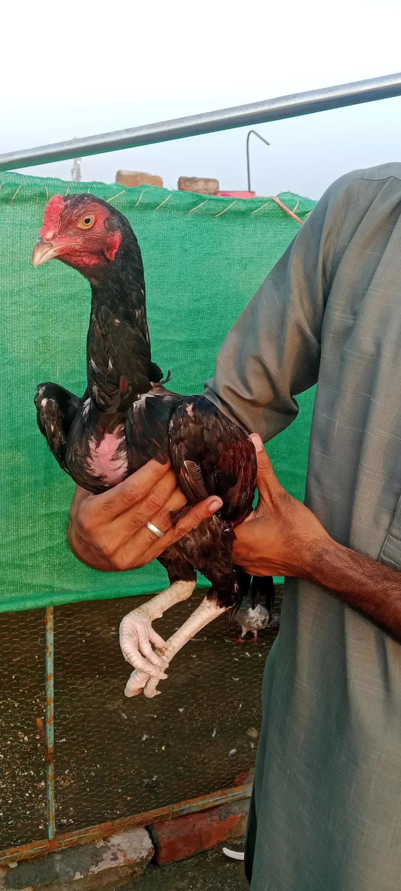 3 Aseel quality pathy — photo 2