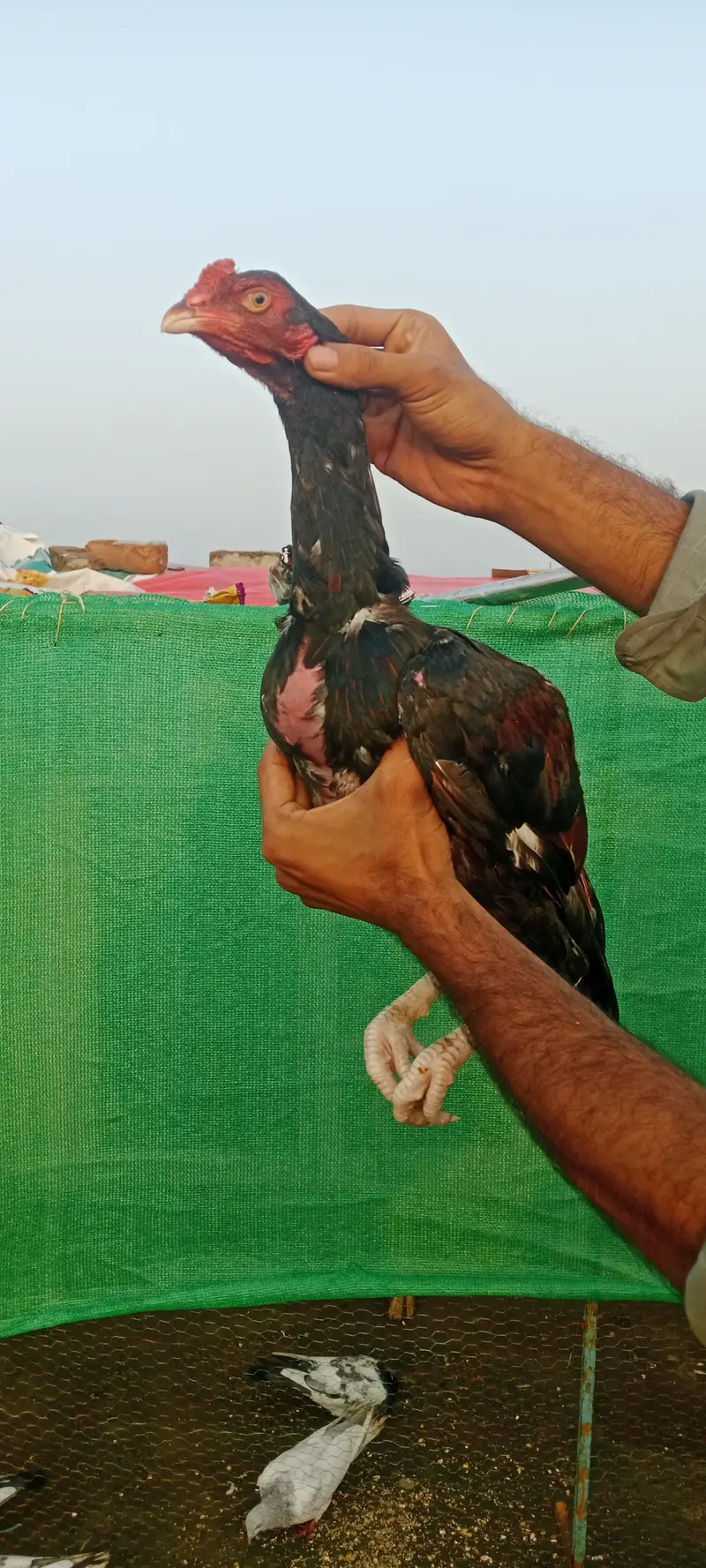 3 Aseel quality pathy — photo 3