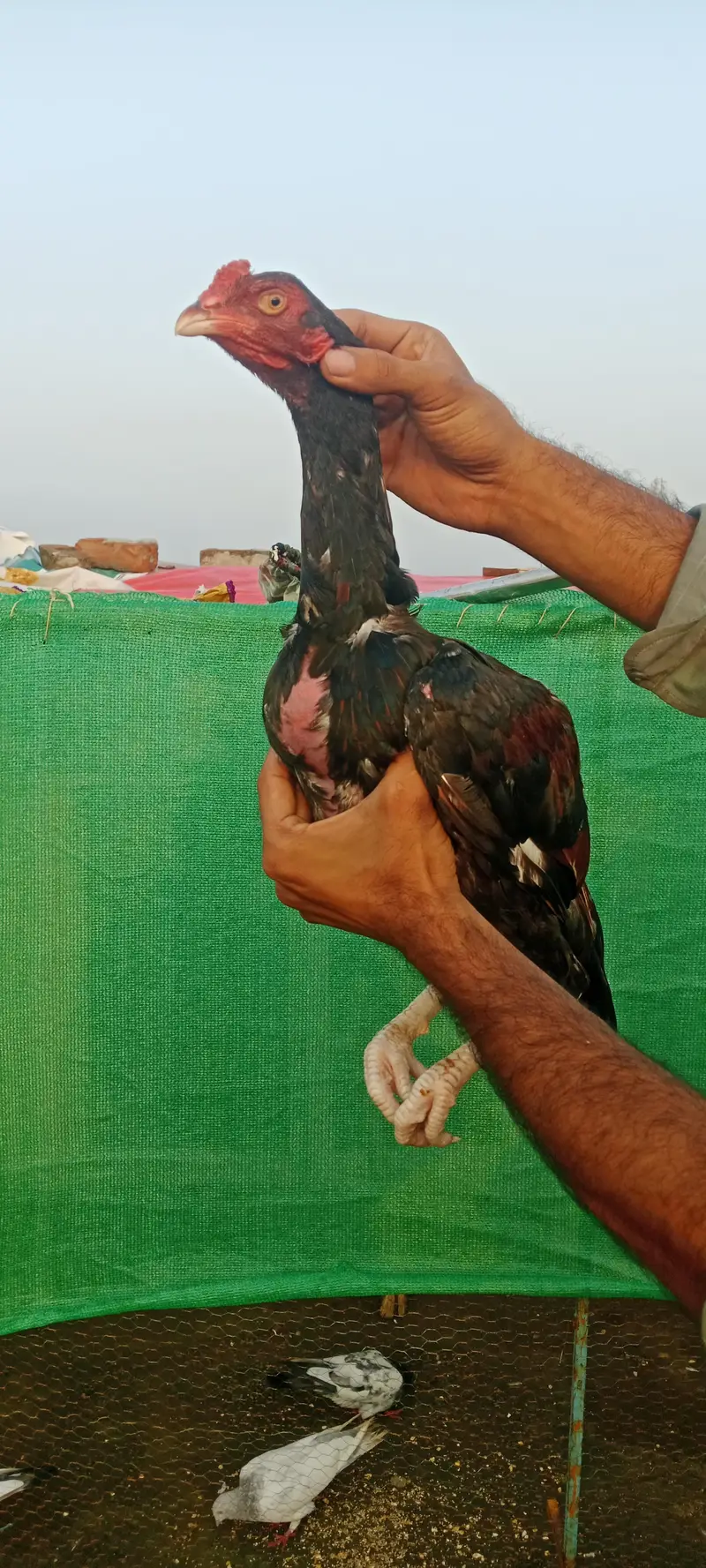 3 Aseel quality pathy — photo 4