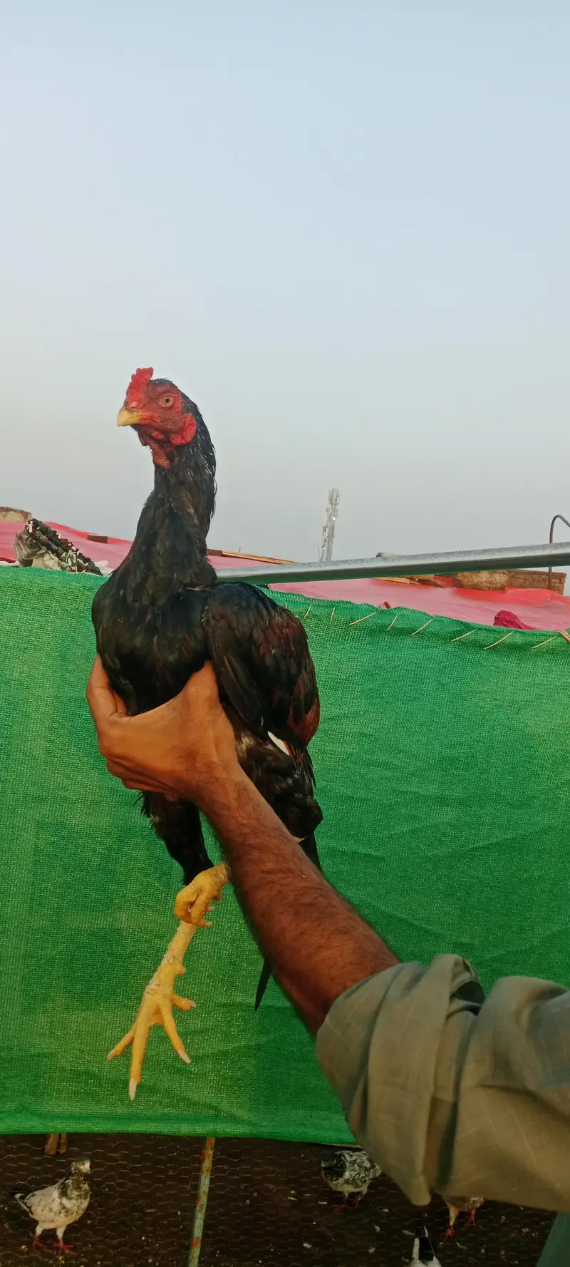 3 Aseel quality pathy — photo 7