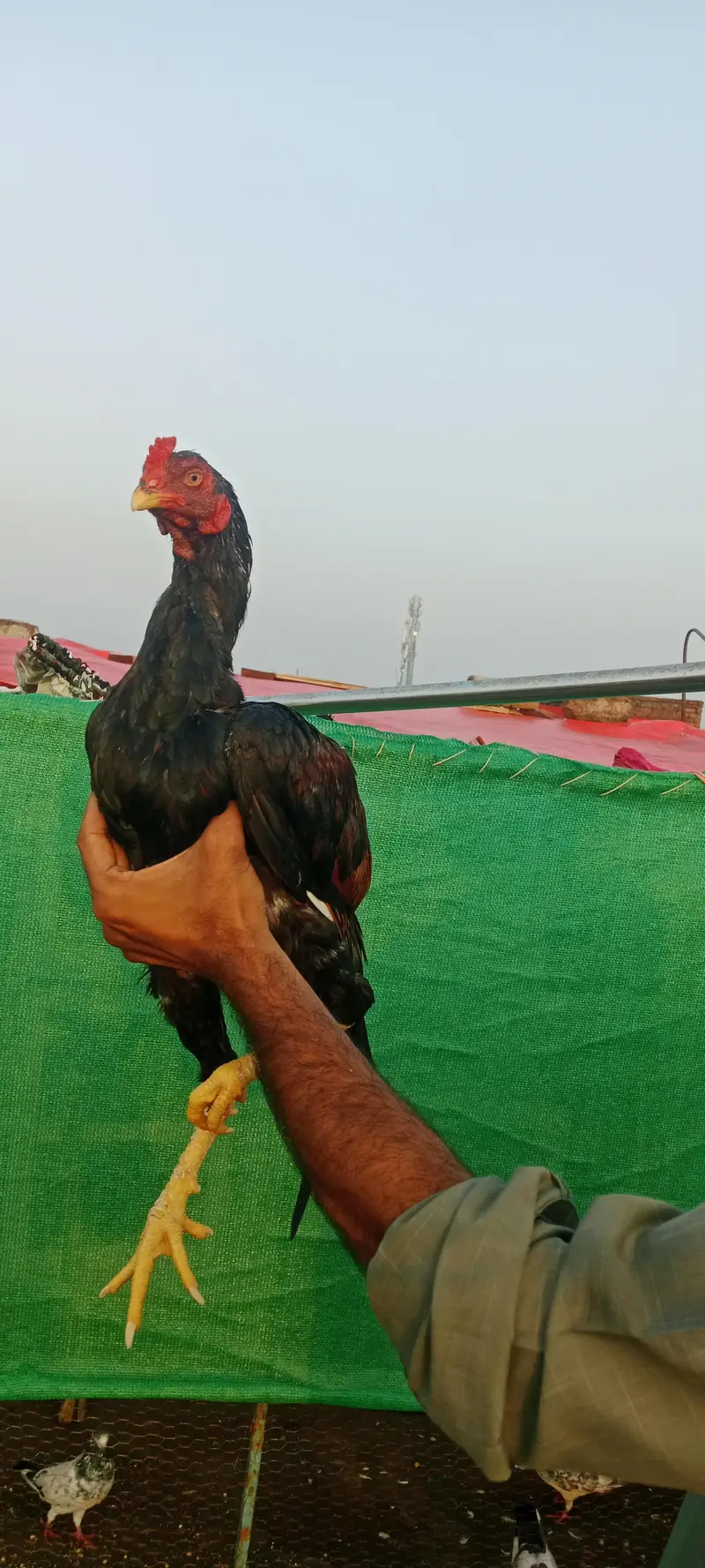 3 Aseel quality pathy — photo 8