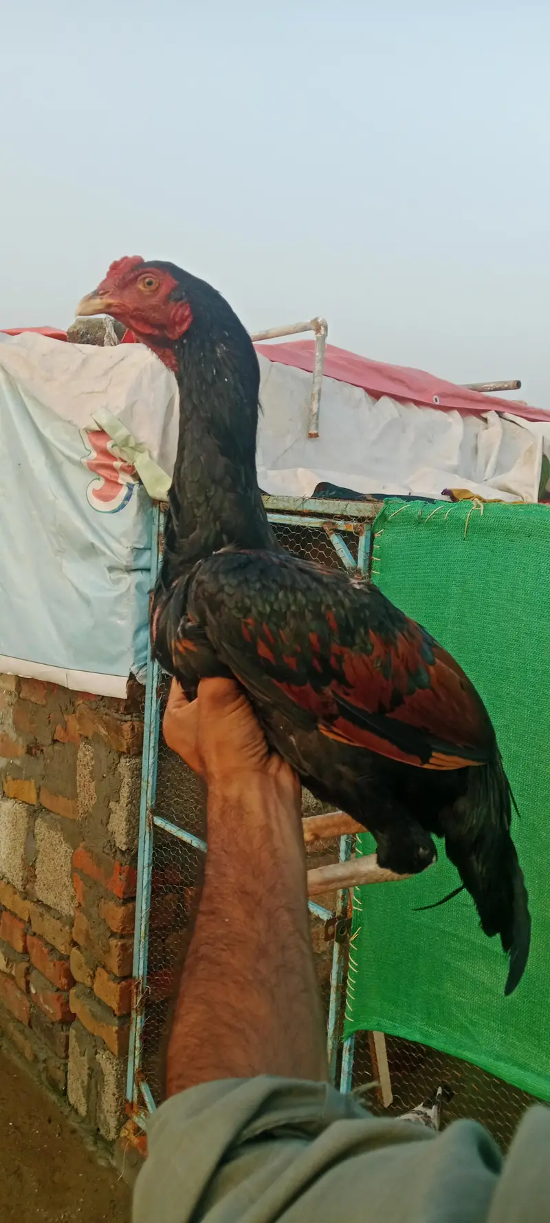 3 Aseel quality pathy — photo 12