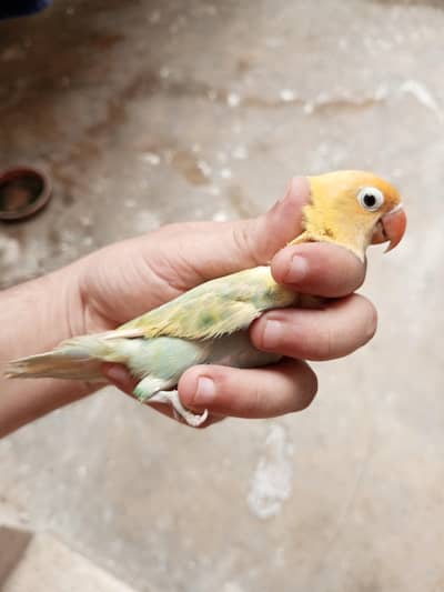 Parblue Opline Split Palefellow Breeder Female and Green Opline Pf
