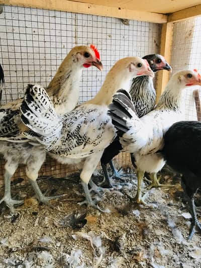 Golden Misri | Silver Misri hens | Misri Pathi