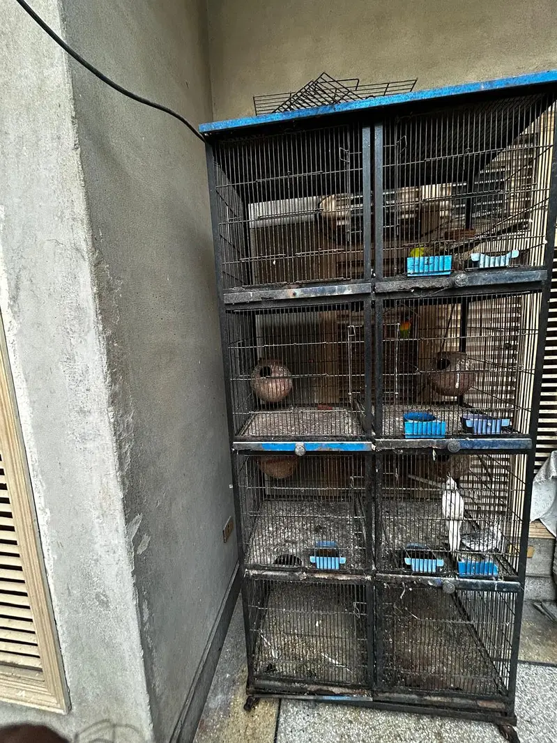 cage for sale with birds