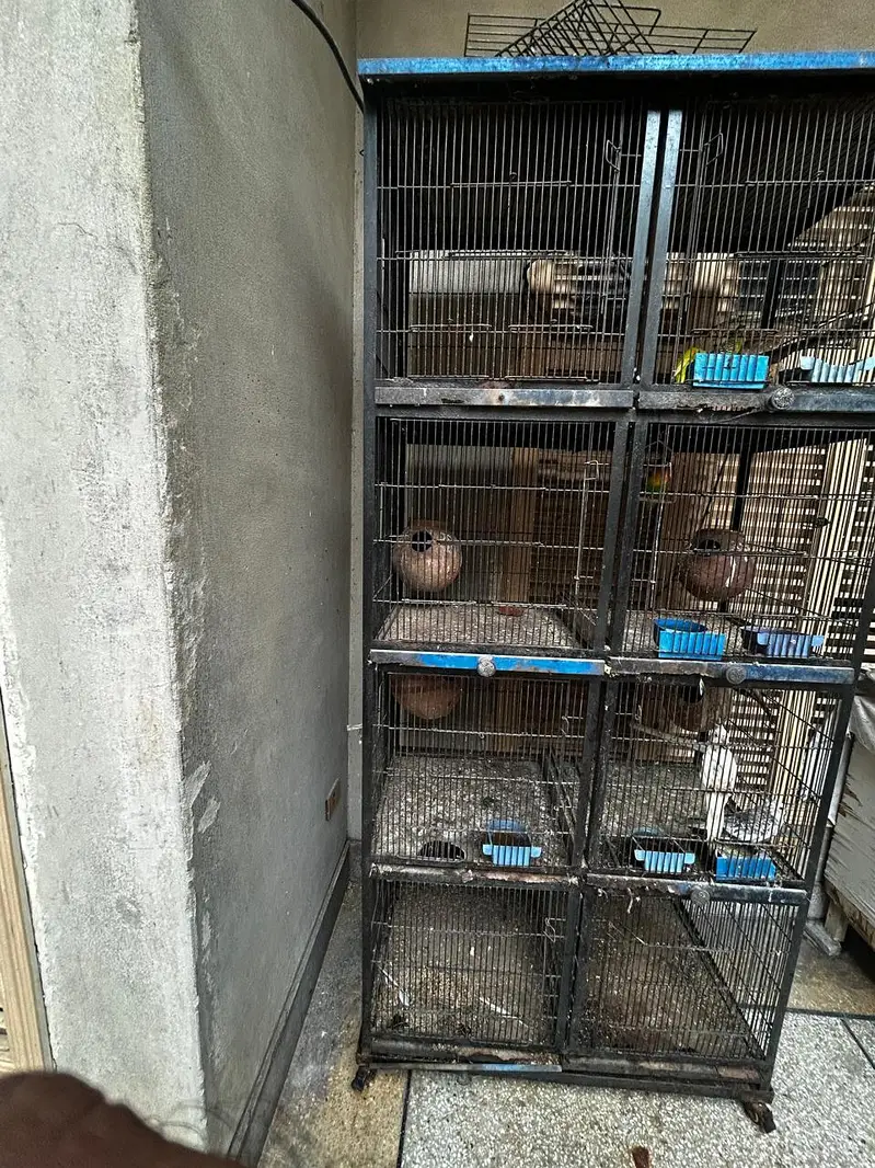 cage for sale with birds — photo 2