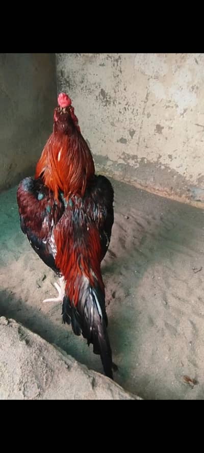 high quality khari Takhti wala Lakha