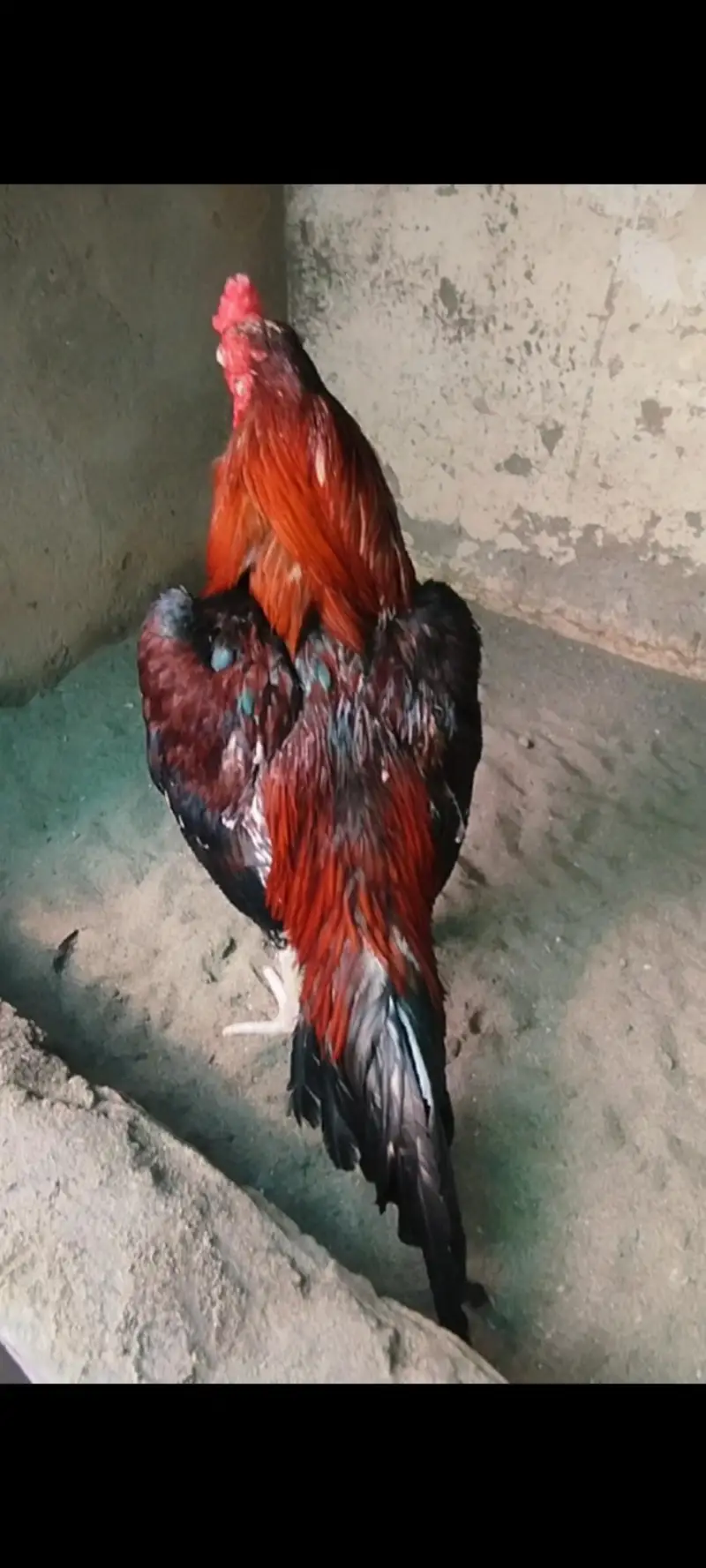 high quality khari Takhti wala Lakha — photo 2