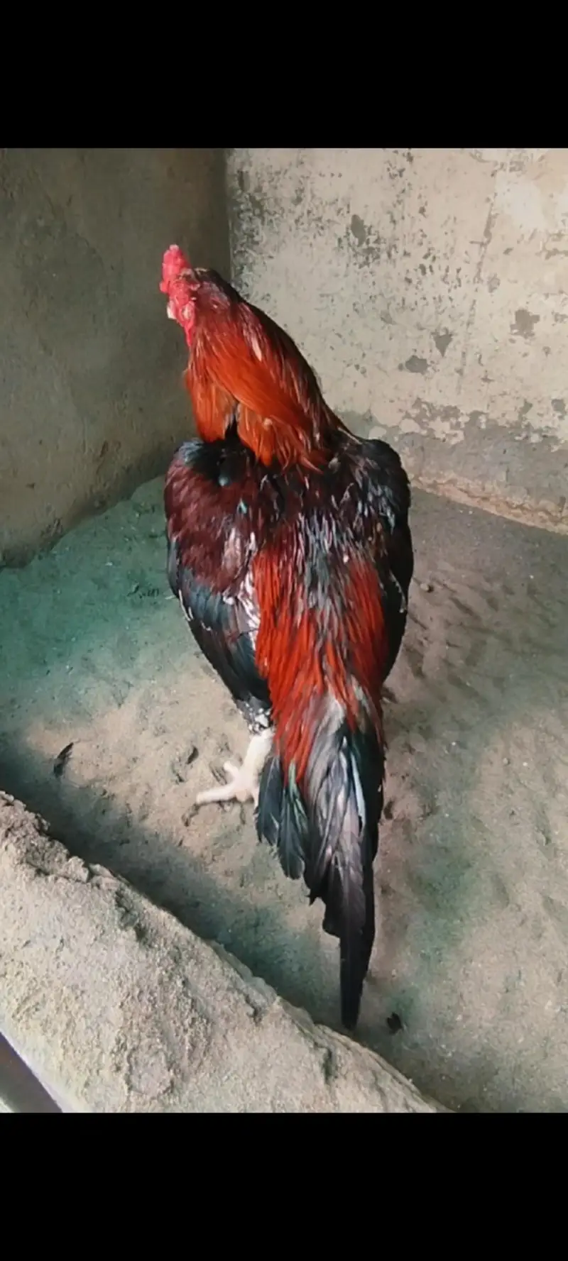 high quality khari Takhti wala Lakha — photo 3