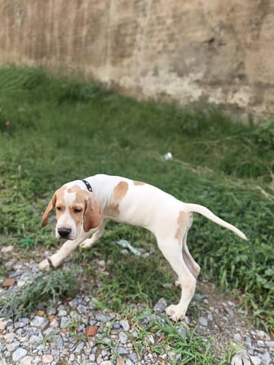 English pointer Puppy