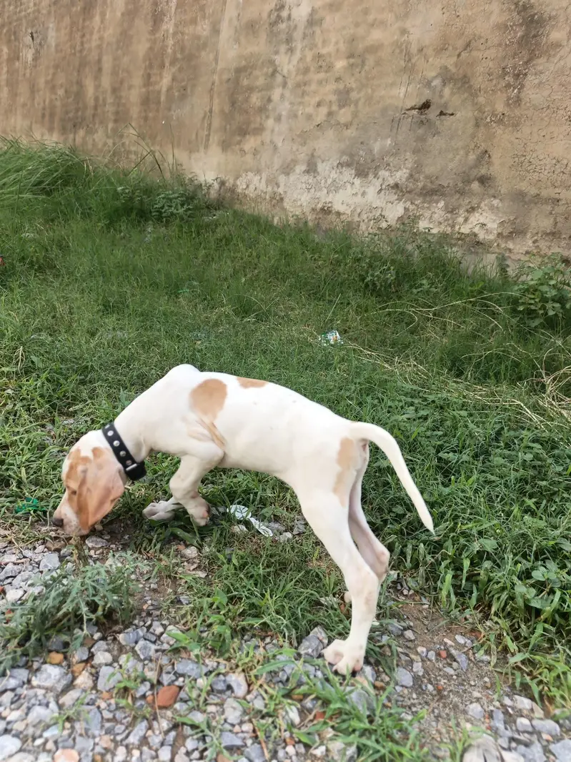 English pointer Puppy — photo 2