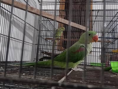 8 months Raw parrot
