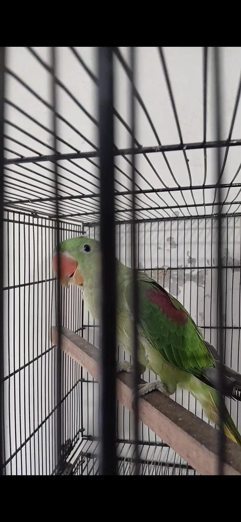 8 months Raw parrot — photo 2