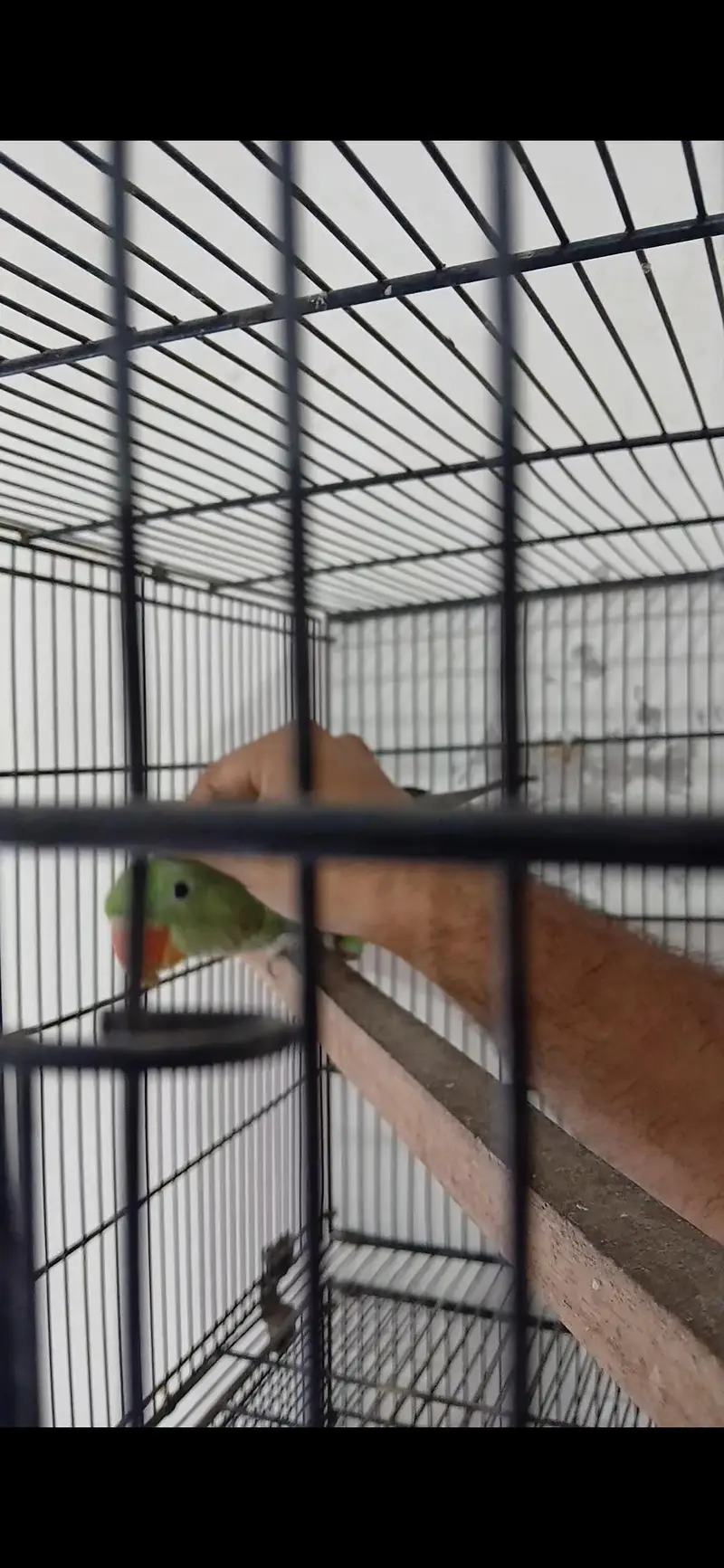 8 months Raw parrot — photo 3