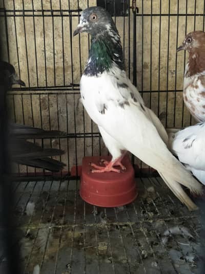 golden male breeder