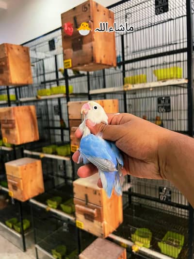Blue dilute opaline into Green pal fallow split B1b2eder pair with DNA