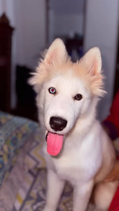 Pure husky dog (coco) for sale