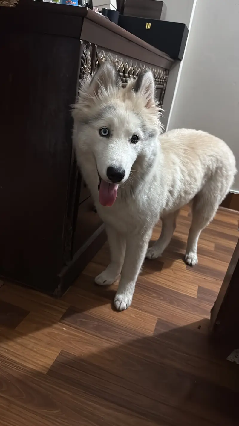 Pure husky dog (coco) for sale — photo 2