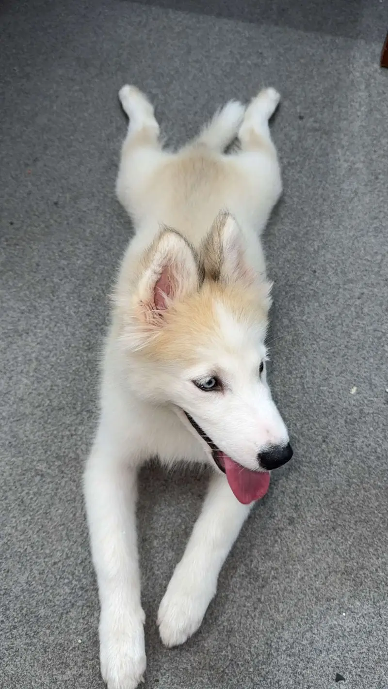 Pure husky dog (coco) for sale — photo 3