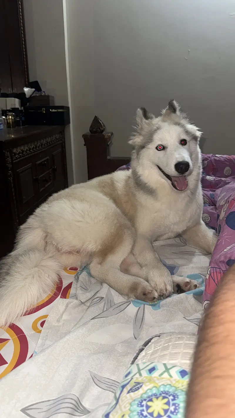 Pure husky dog (coco) for sale — photo 4