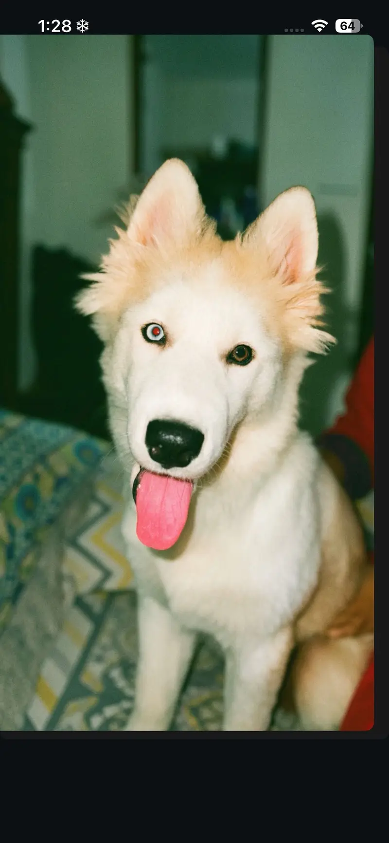 Pure husky dog (coco) for sale — photo 5