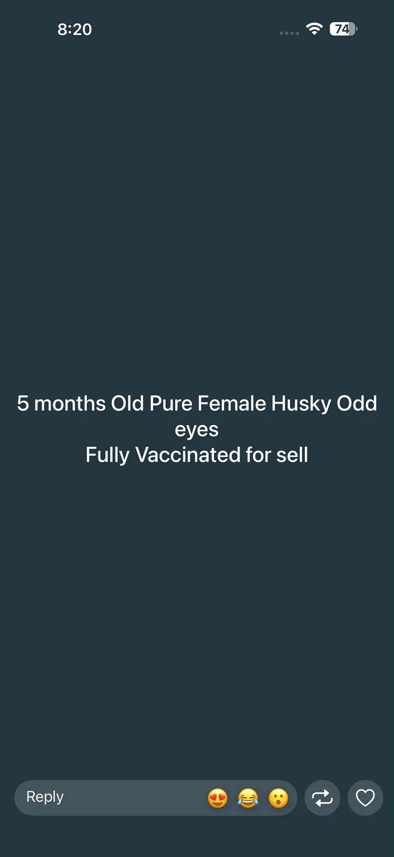 Pure husky dog (coco) for sale — photo 6