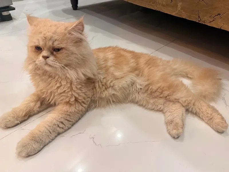 Persian male cat for adoption — photo 2