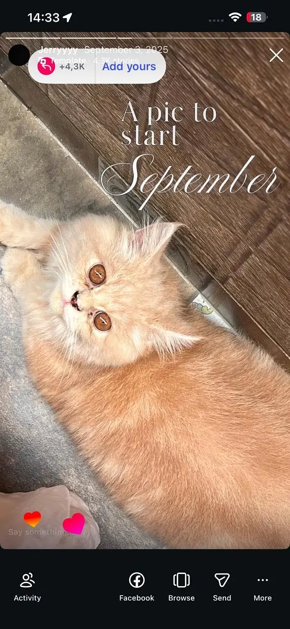 Persian male cat for adoption — photo 3