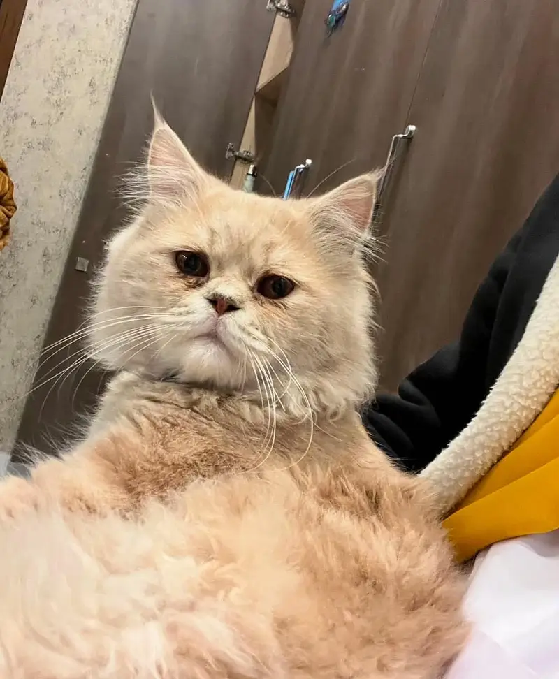 Persian male cat for adoption — photo 4