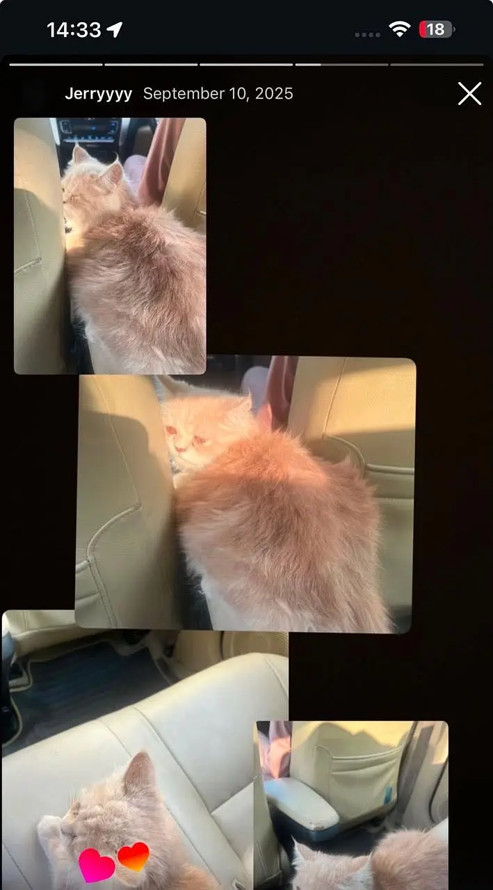 Persian male cat for adoption — photo 5