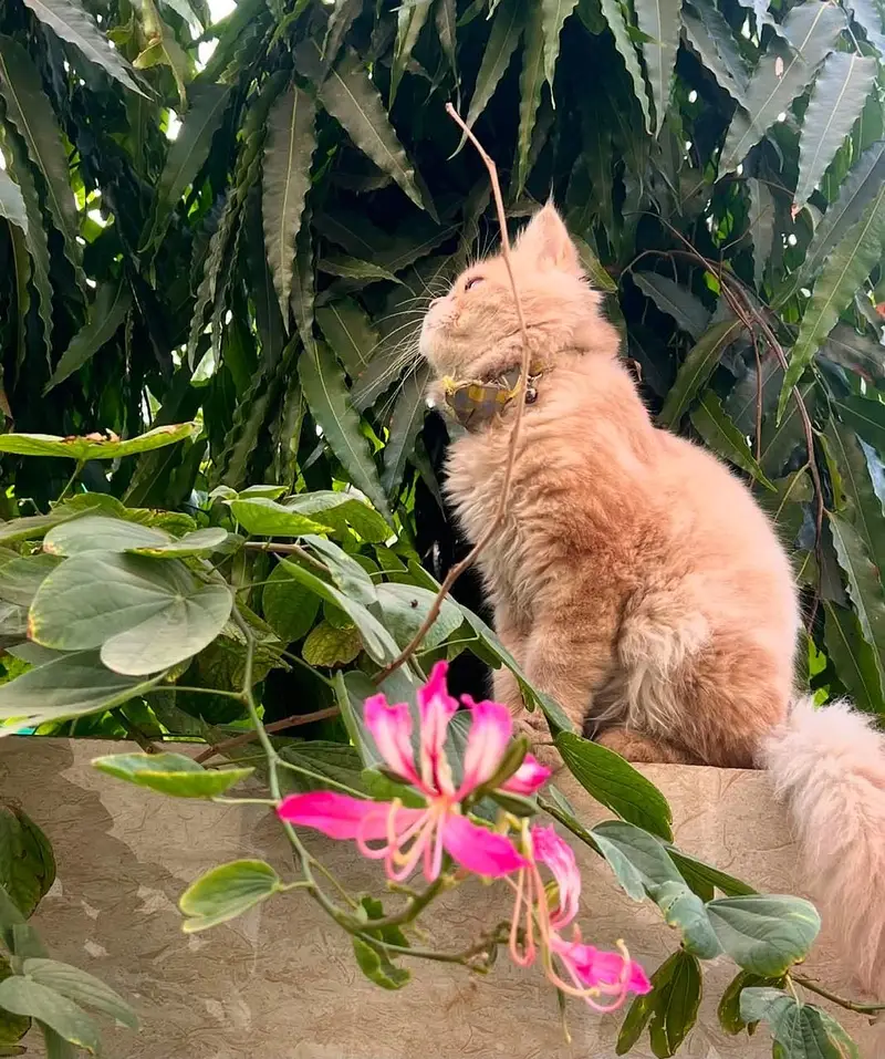 Persian male cat for adoption — photo 6