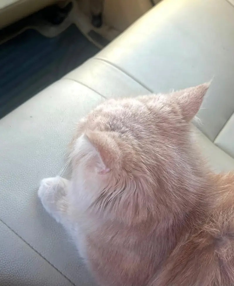 Persian male cat for adoption — photo 7