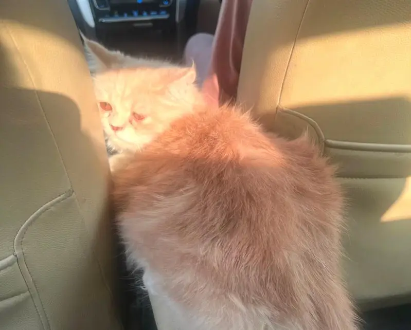 Persian male cat for adoption — photo 8