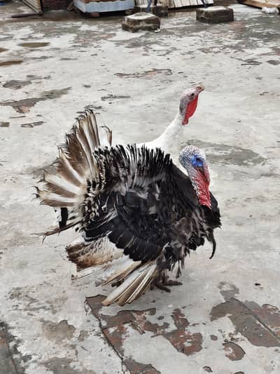 Turkey Birds