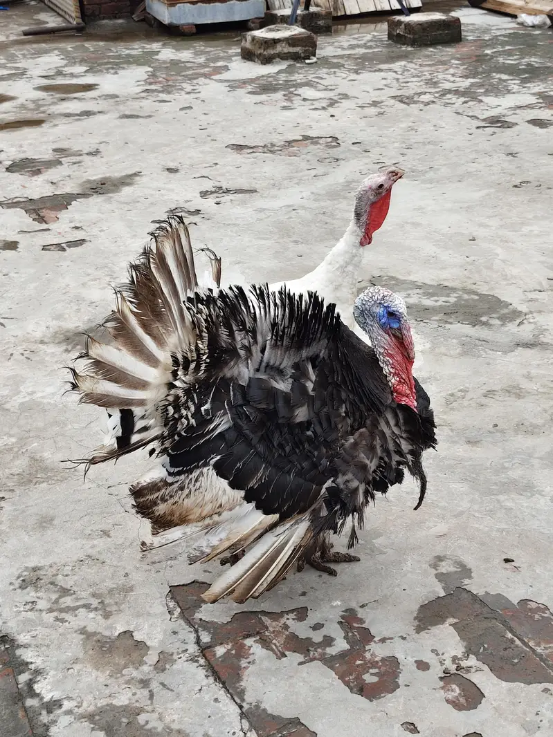 Turkey Birds