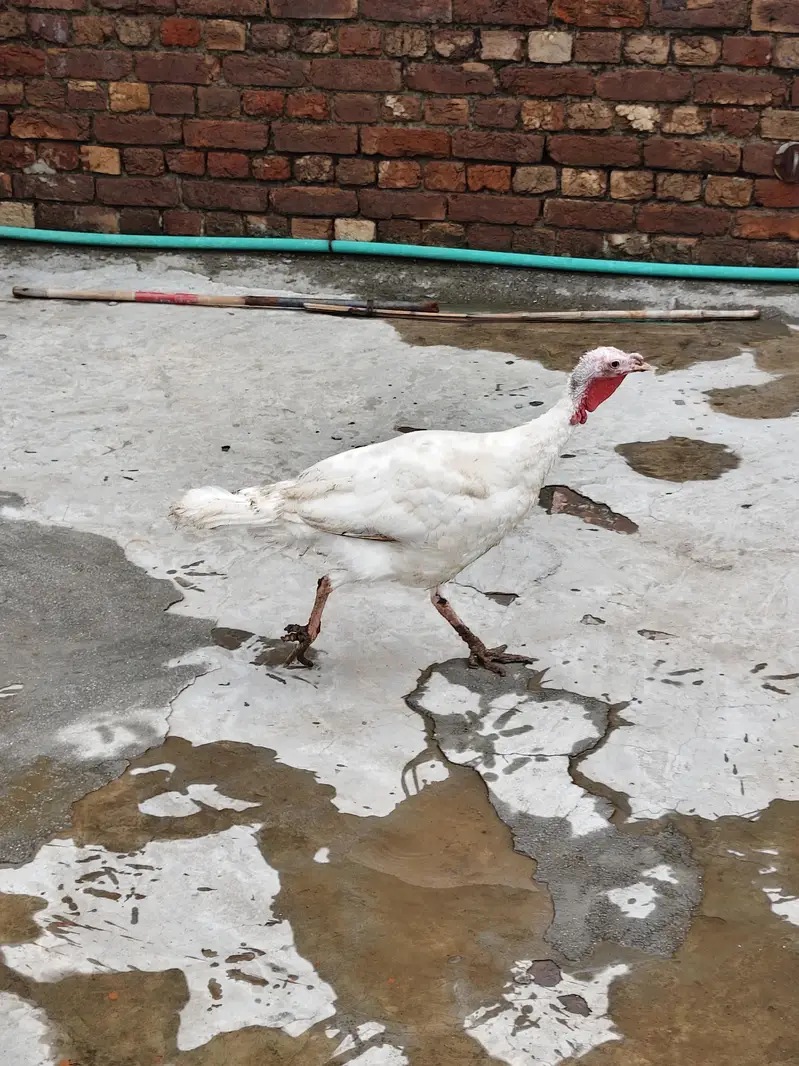 Turkey Birds — photo 2