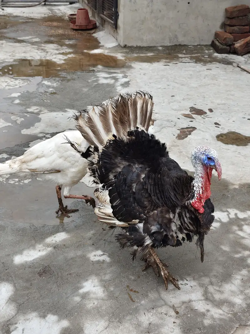 Turkey Birds — photo 3