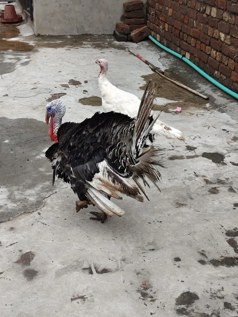 Turkey Birds — photo 4