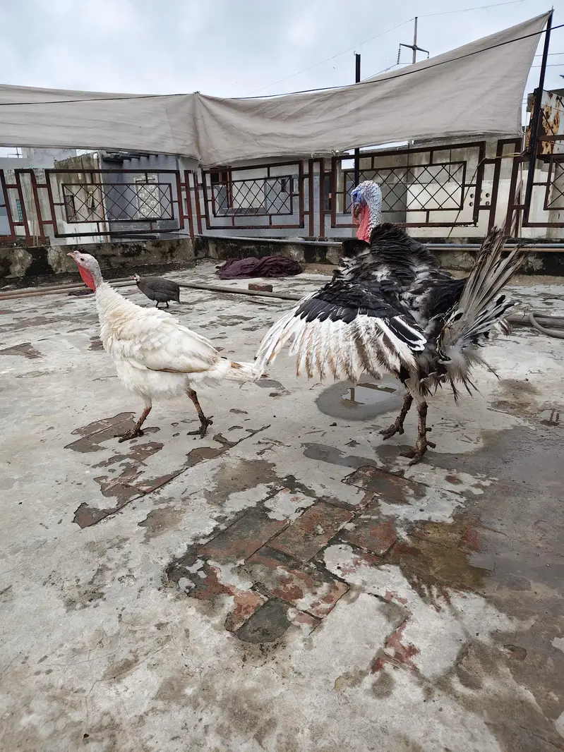 Turkey Birds — photo 5