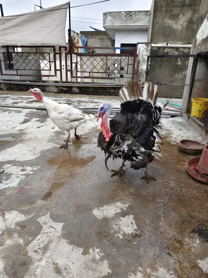 Turkey Birds — photo 6