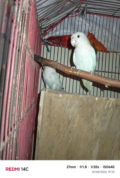 breeder pair hia nail tal fly ok hia