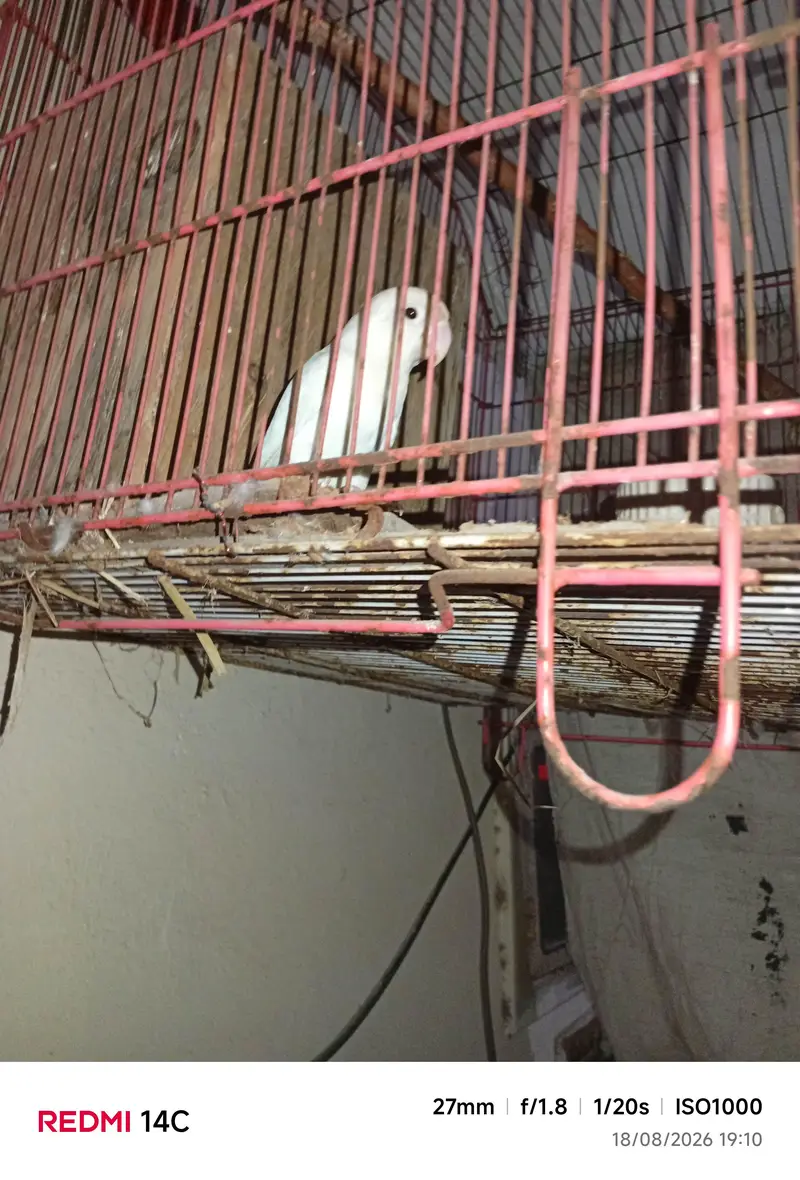 breeder pair hia nail tal fly ok hia — photo 2