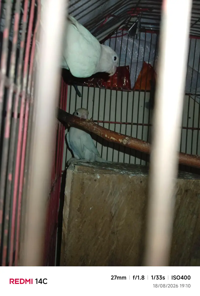 breeder pair hia nail tal fly ok hia — photo 4