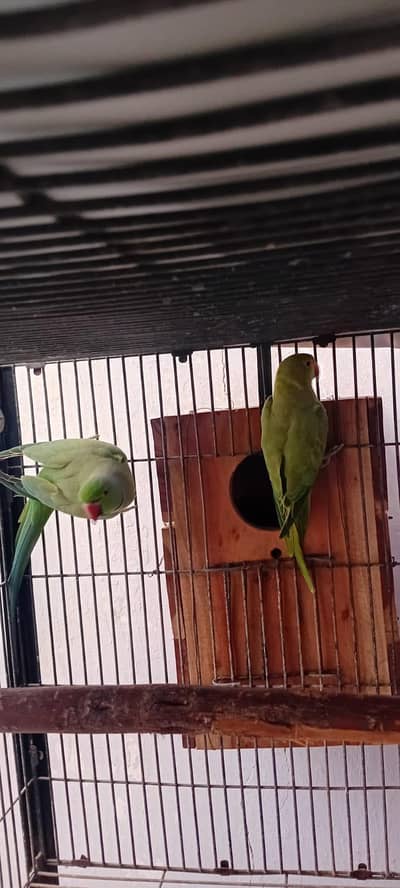 Ring neck Breeder Pair