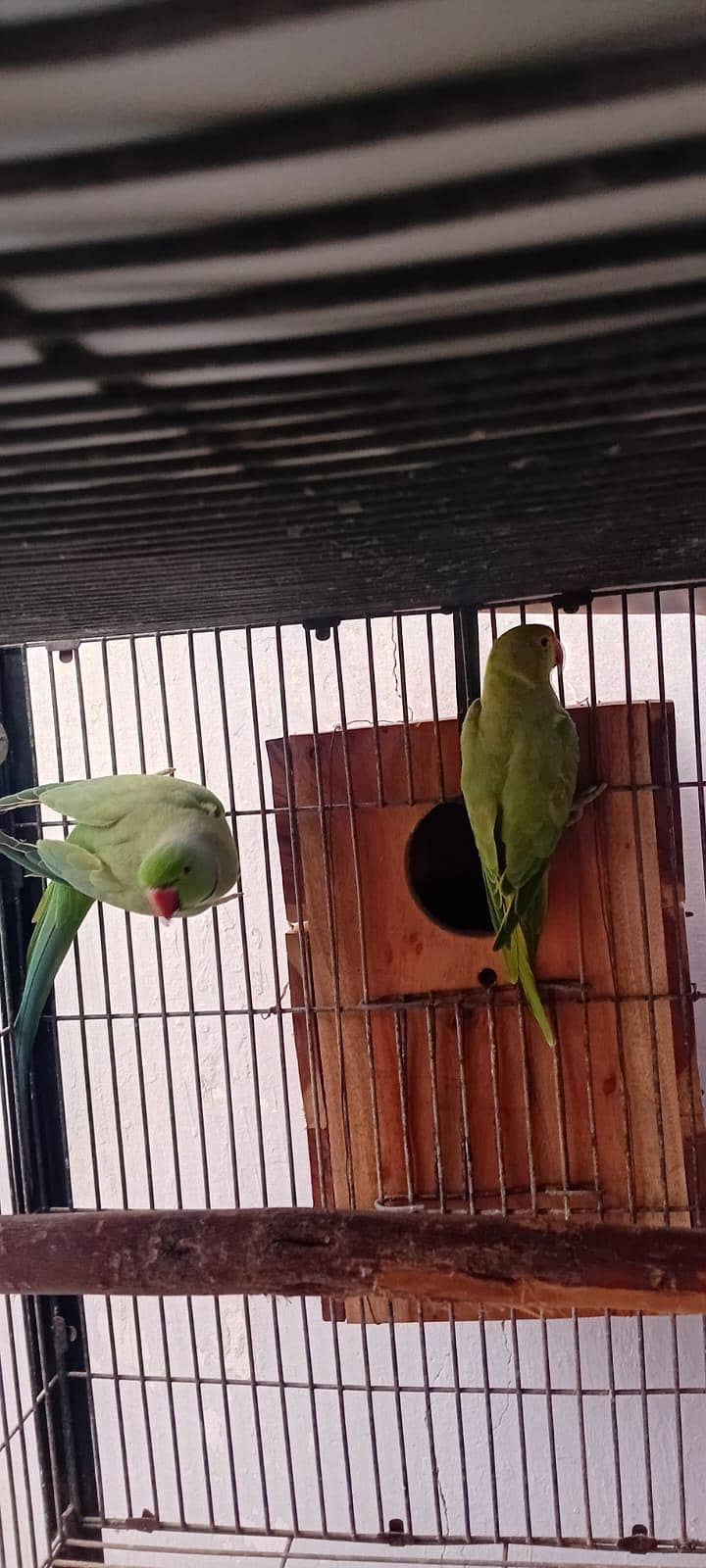 Ring neck Breeder Pair 0