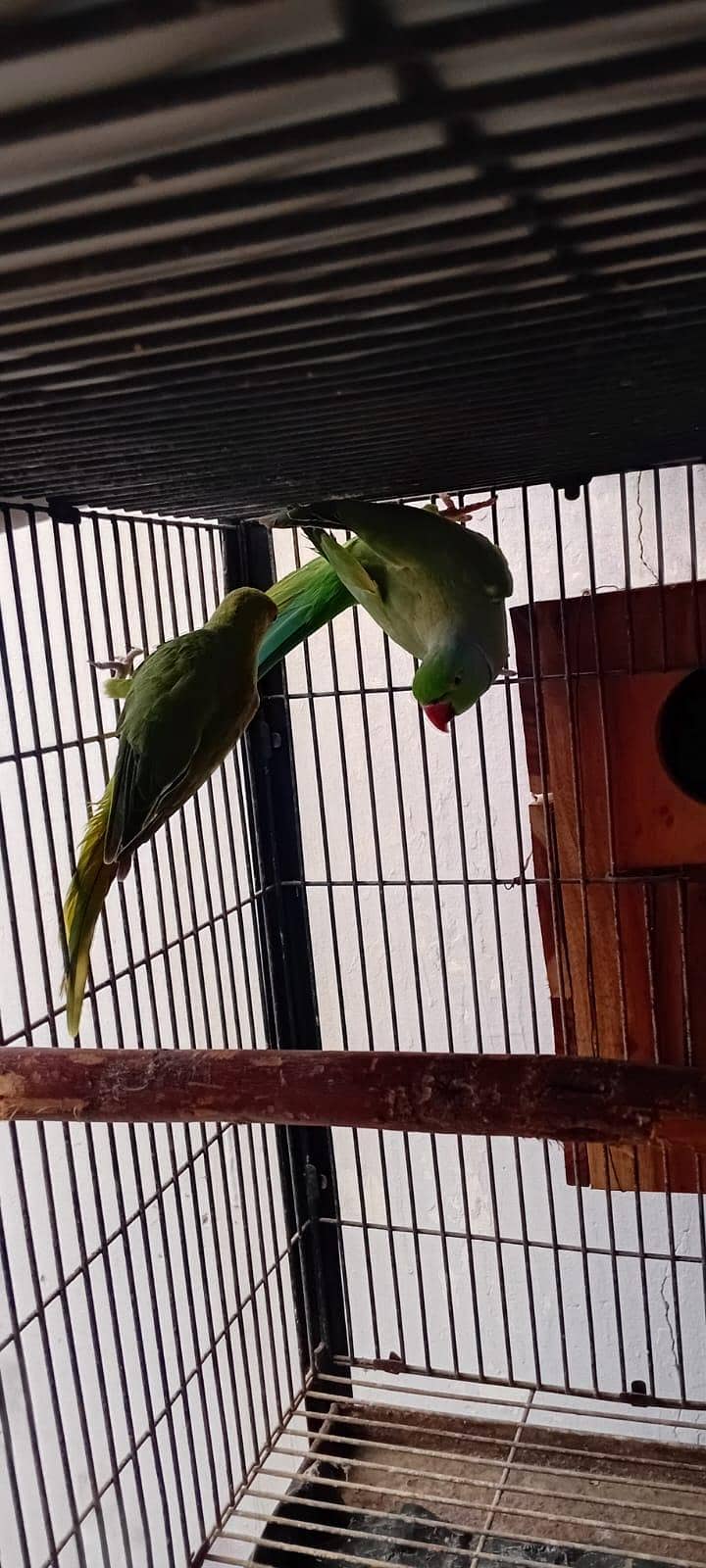 Ring neck Breeder Pair 1