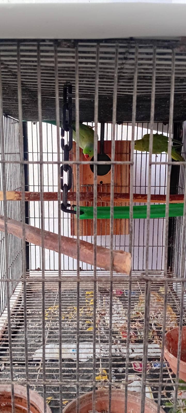 Ring neck Breeder Pair 2