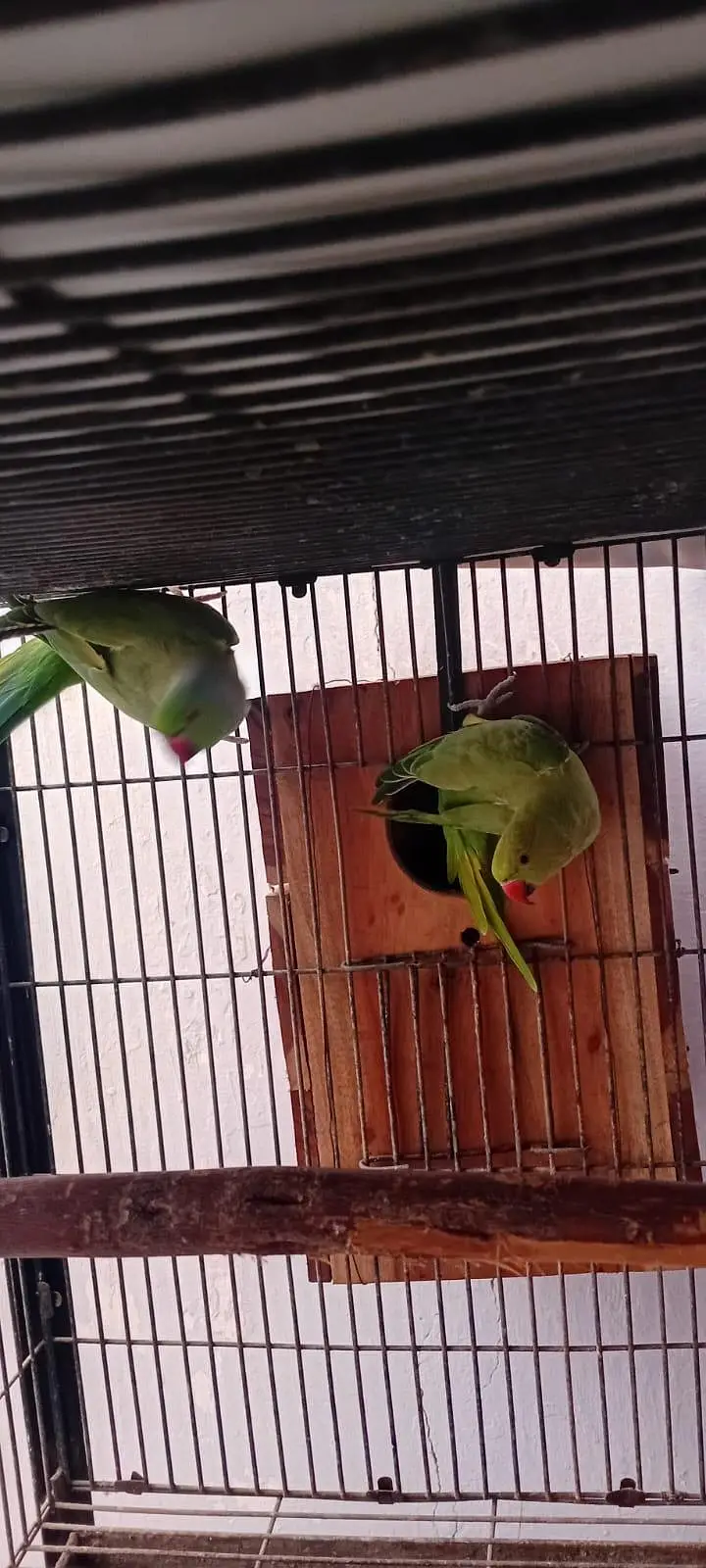 Ring neck Breeder Pair — photo 5