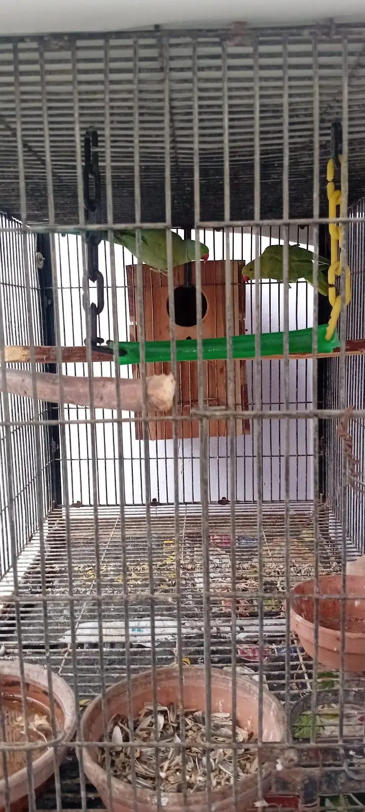 Ring neck Breeder Pair — photo 6